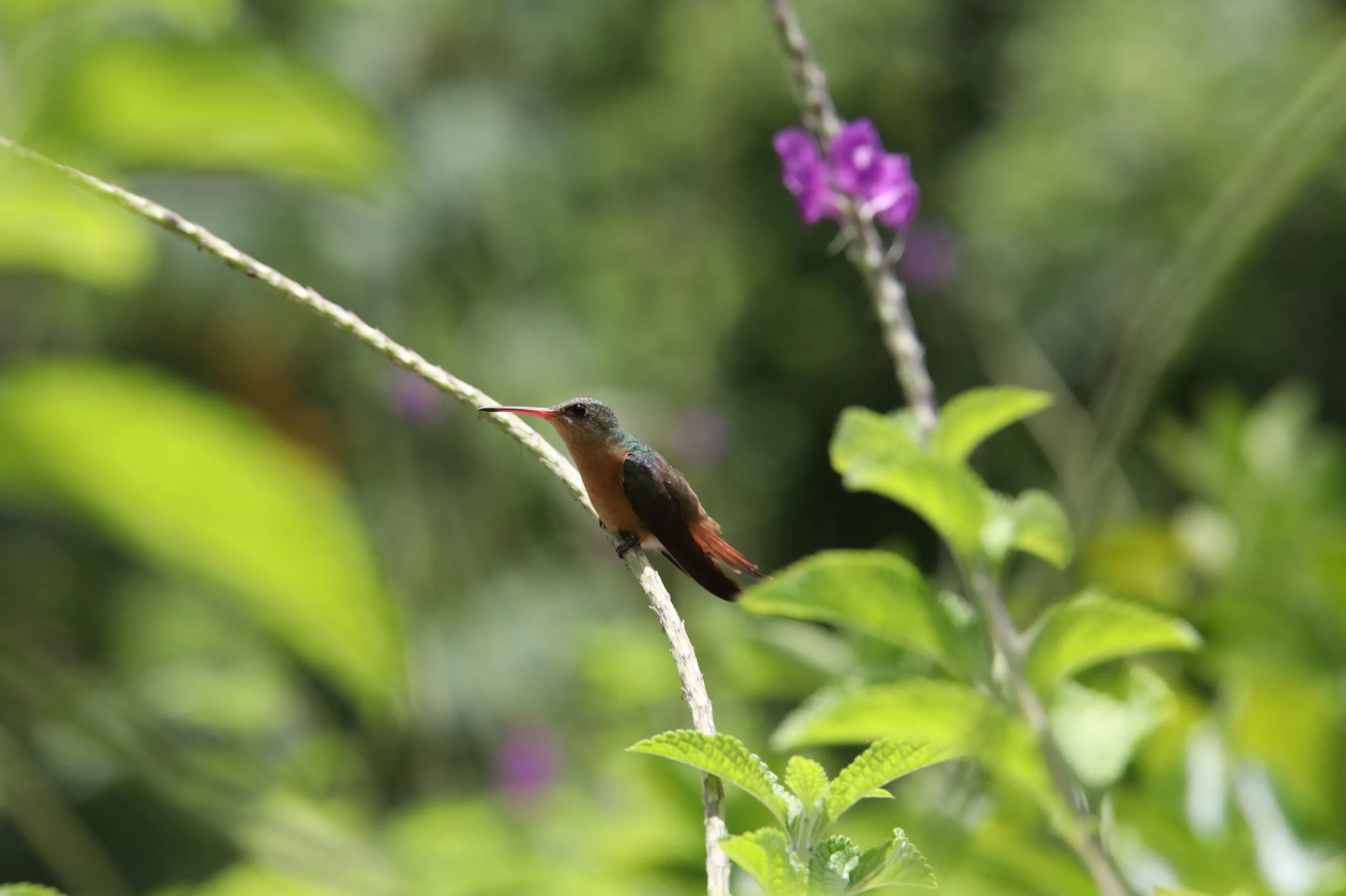 Cinnamon hummingbird perched on a slender stem beside purple verbena