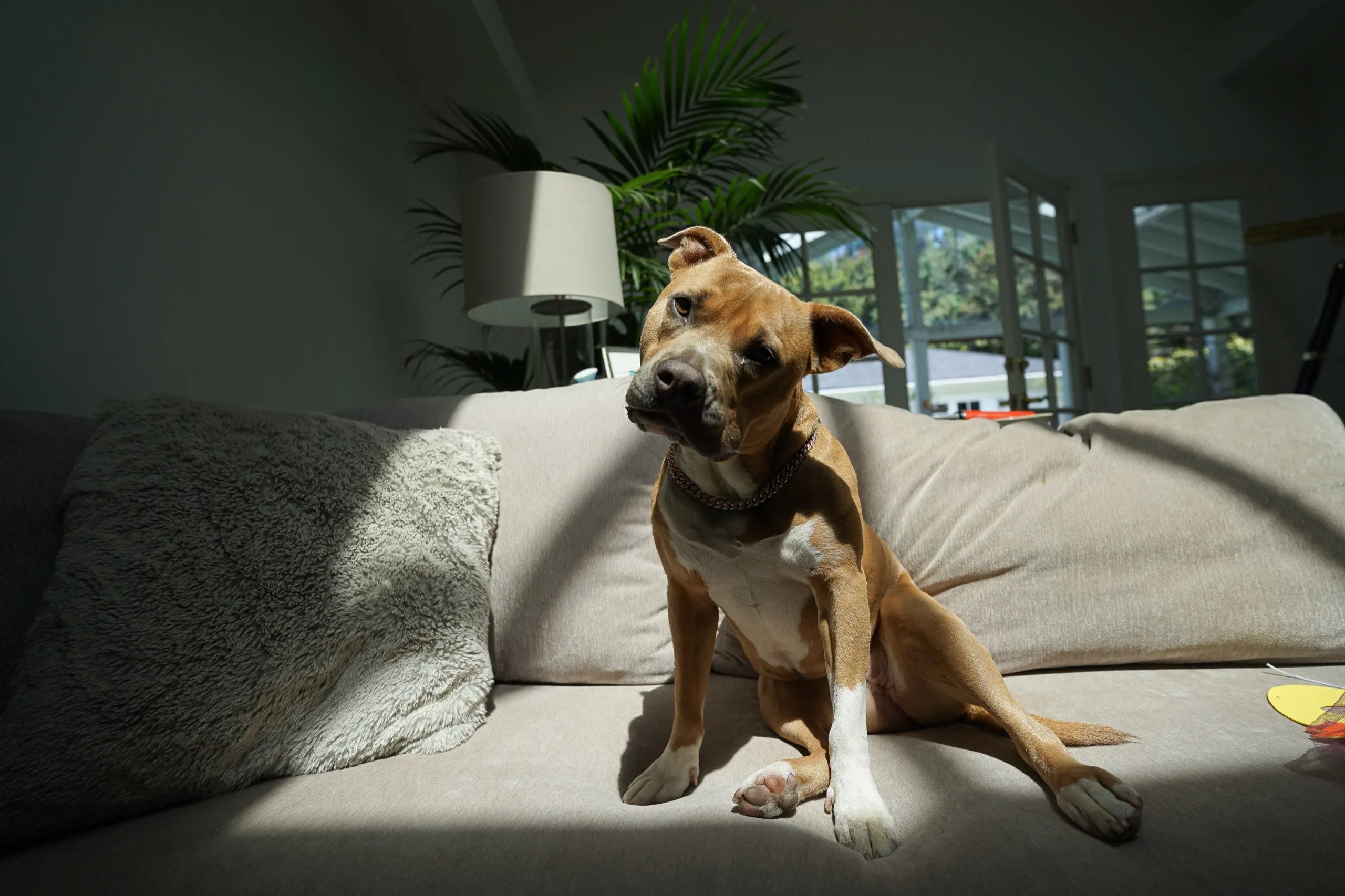Tan dog sitting upright on a sofa in a shaft of afternoon light